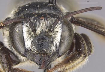 Media type: image;   Entomology 16256 Aspect: head frontal view